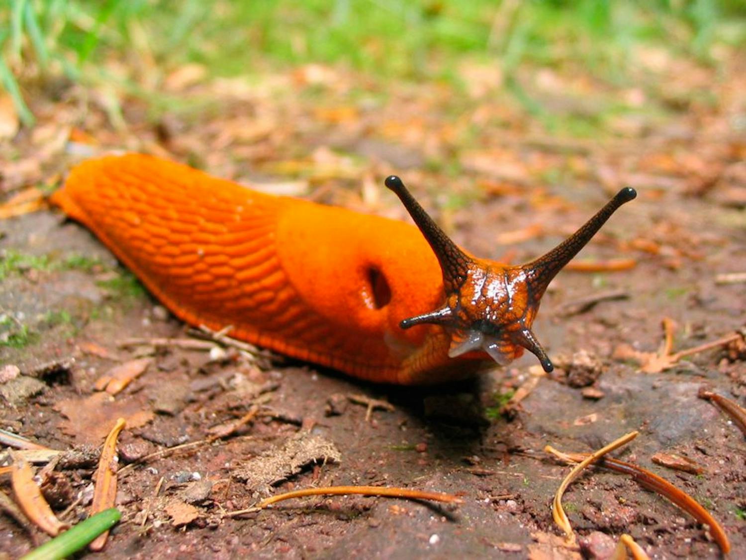 fjern dræbersnegle æg